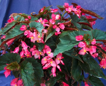 B. ‘Lomita Lass’